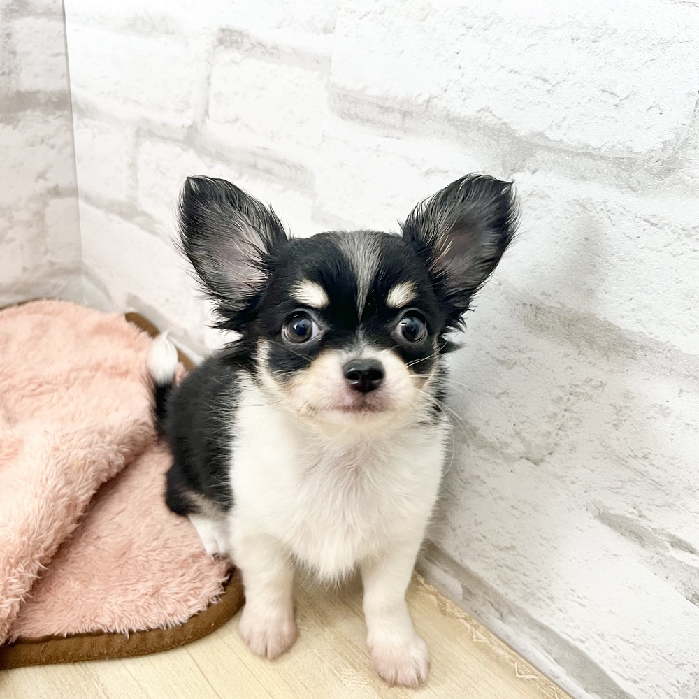 たくさん甘えたい可愛いチワワちゃん💕＊ペットショップ犬の家京都樟葉